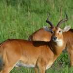 Antelope photos
