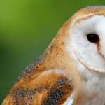 Barn Owl hd desktop