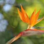 Bird Of Paradise wallpapers for android