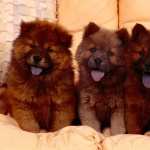 Chow Chow new wallpapers