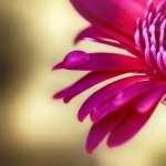 Chrysanthemum free