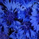 Cornflower wallpapers for android