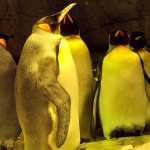 Emperor Penguin desktop