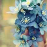 Forget-Me-Not hd photos