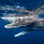 Humpback Whale pic