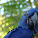 Hyacinth Macaw wallpapers for desktop