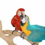 Macaw wallpapers
