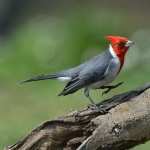 Red-Crested Cardinal free wallpapers
