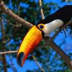 Toco Toucan new wallpapers