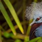 Victoria Crowned Pigeon high definition wallpapers