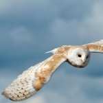 Barn Owl high definition photo