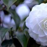 Camellia images