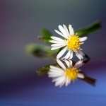 Camomile high definition wallpapers