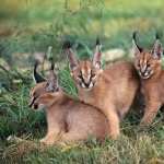 Caracal background