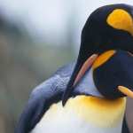 Emperor Penguin hd