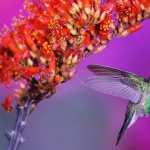 Hummingbird pic