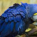Hyacinth Macaw free download
