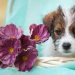 Jack Russell Terrier hd