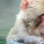 Japanese Macaque hd