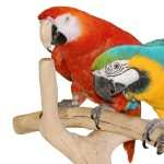 Macaw high definition wallpapers