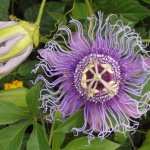 Passion Flower high definition photo