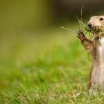 Prairie Dog new wallpapers