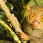 Tarsier high quality wallpapers
