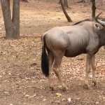 Wildebeest image