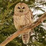 Barred Owl PC wallpapers