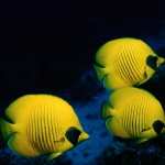 Butterflyfish PC wallpapers