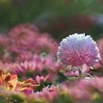 Chrysanthemum pic