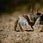 Crab high quality wallpapers