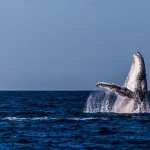 Humpback Whale hd desktop