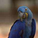 Hyacinth Macaw wallpapers for iphone