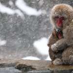 Japanese Macaque pic