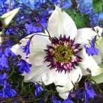 Passion Flower high definition wallpapers