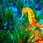Seahorse new wallpapers