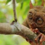 Tarsier hd