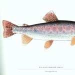 Trout free download