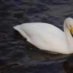Whooper Swan hd photos