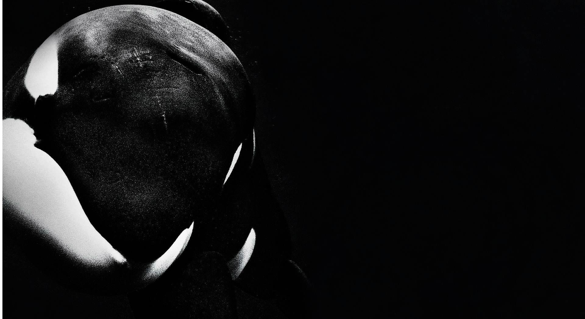 Orca Wallpaper HD Download