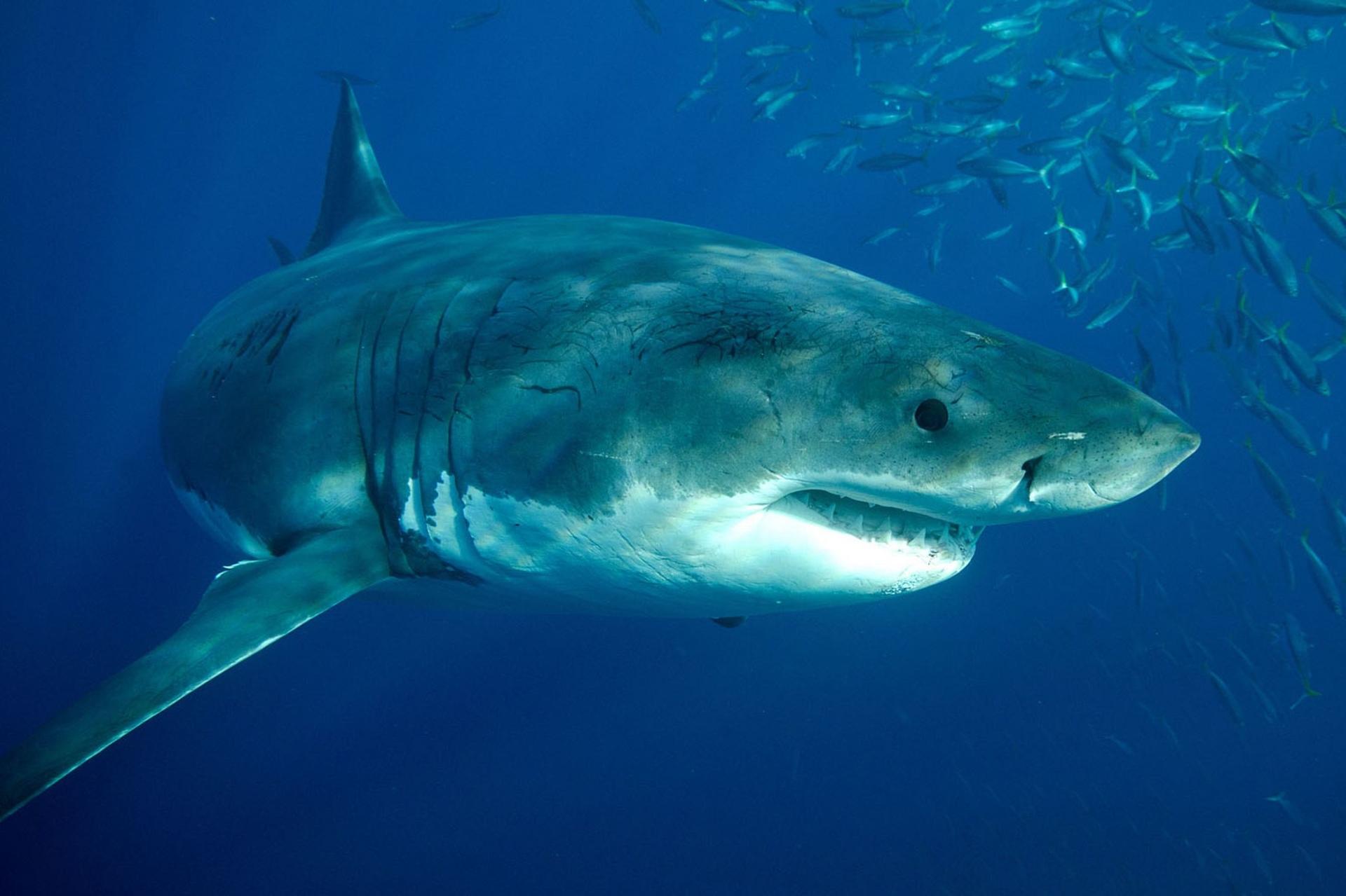 17_great_white_shark