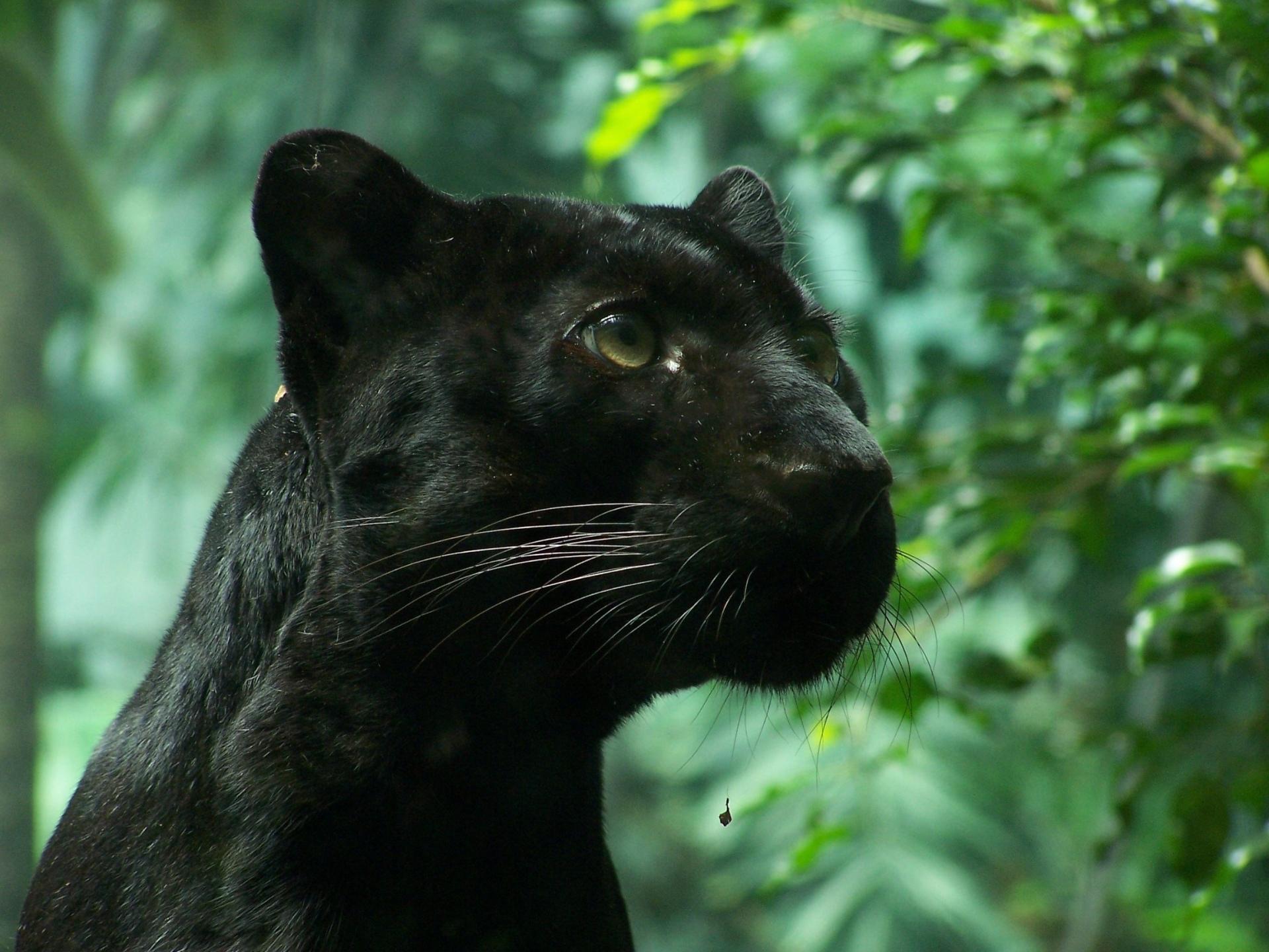 Black Panther Wallpaper HD Download