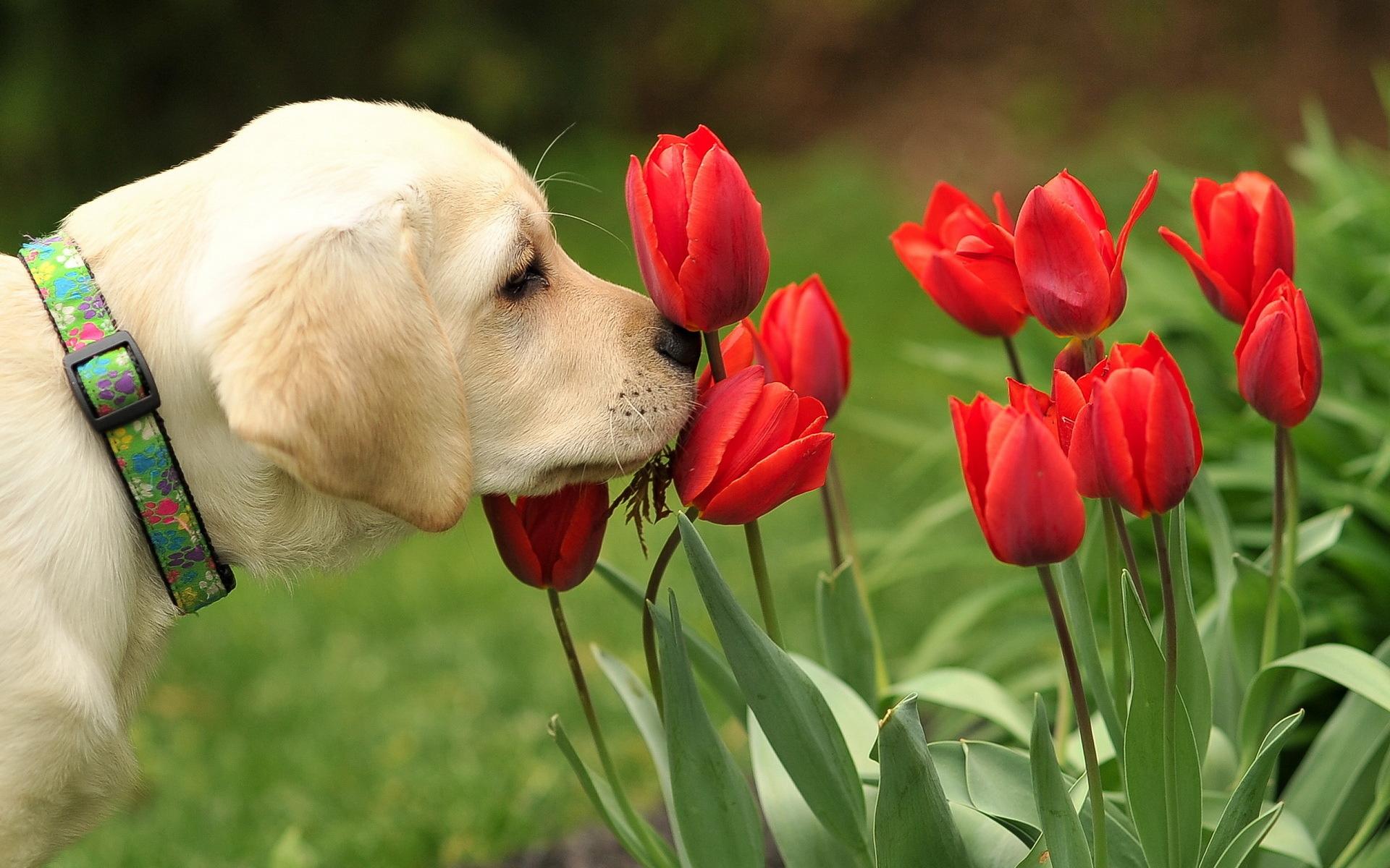 Собака щенок играется с цветком без смс