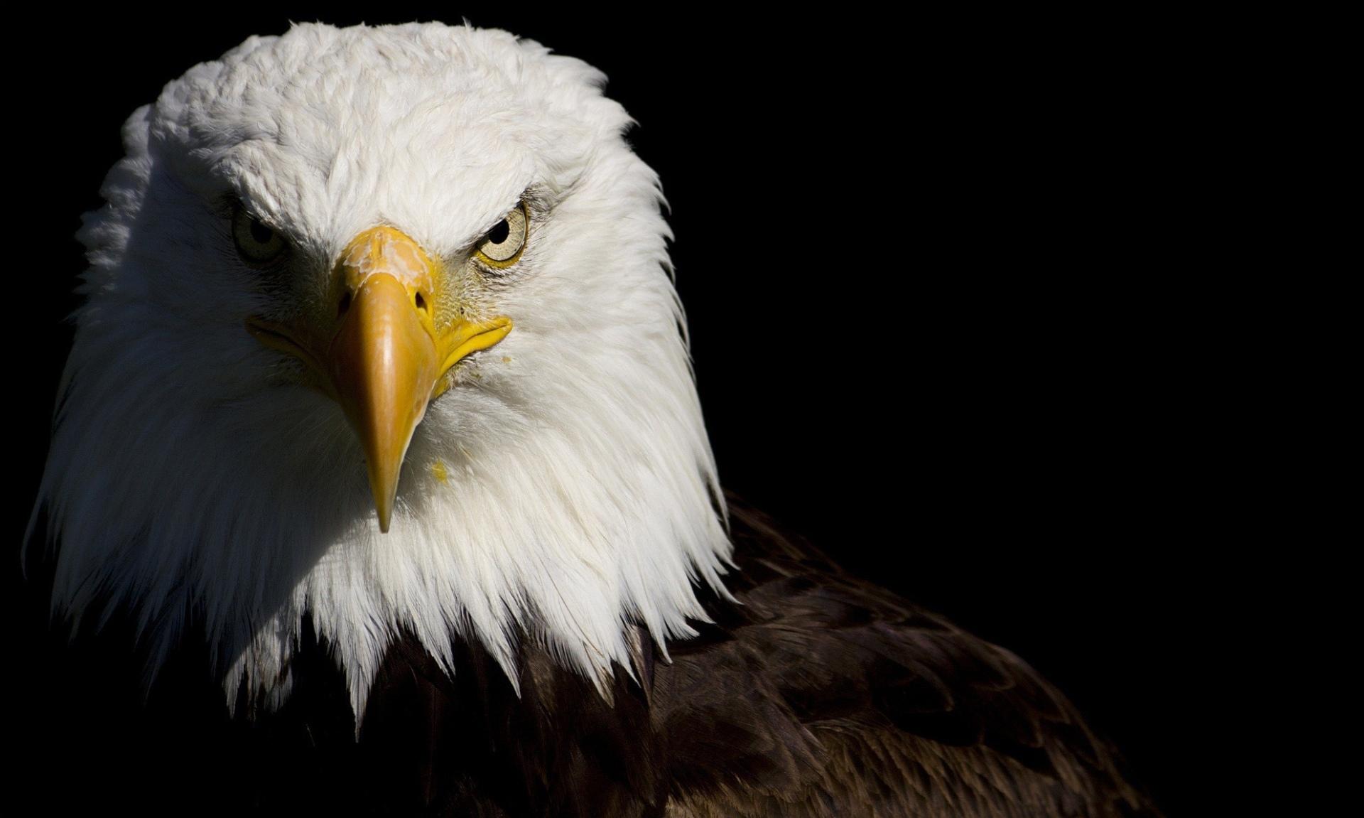 Bald Eagle at 1024 x 1024 iPad size wallpapers HD quality