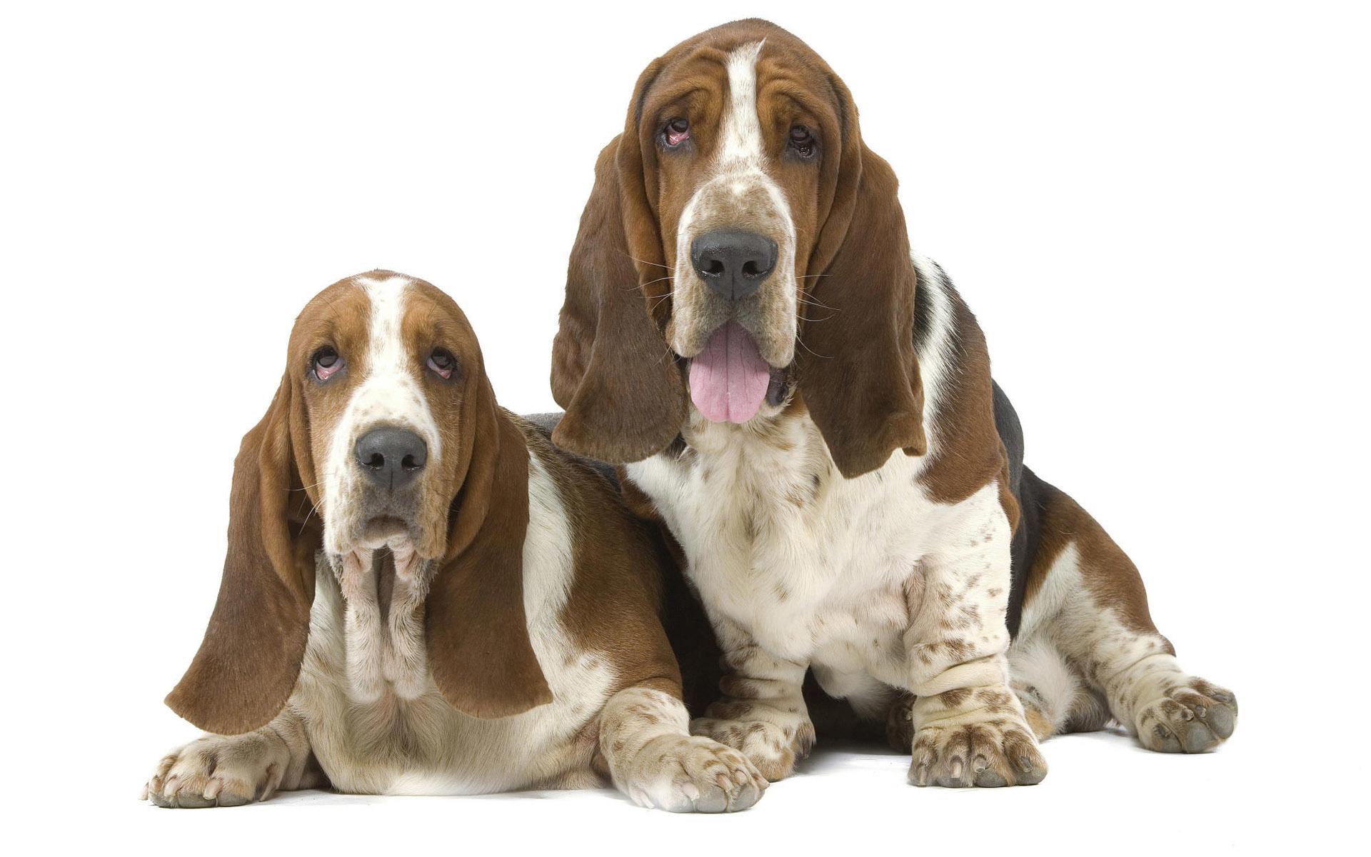 Basset Hound at 2048 x 2048 iPad size wallpapers HD quality