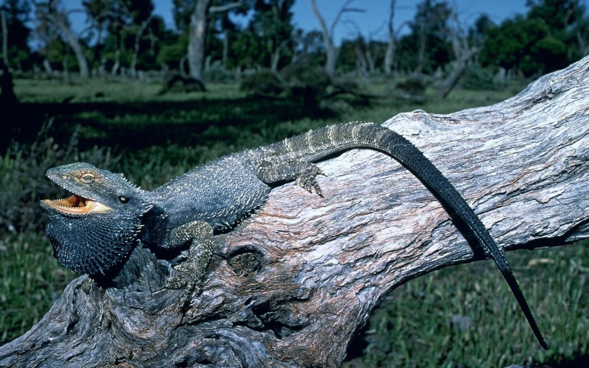 Bearded Dragon at 1152 x 864 size wallpapers HD quality