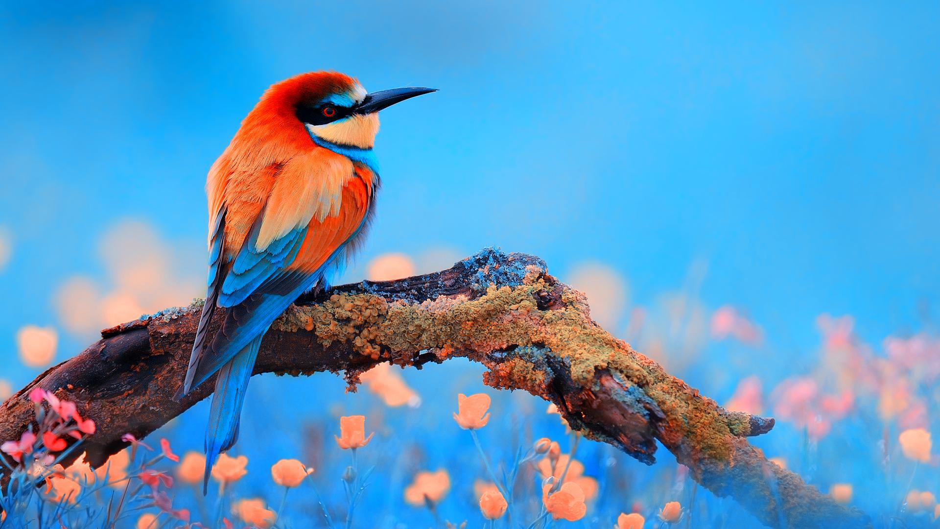Bee-eater wallpapers HD quality