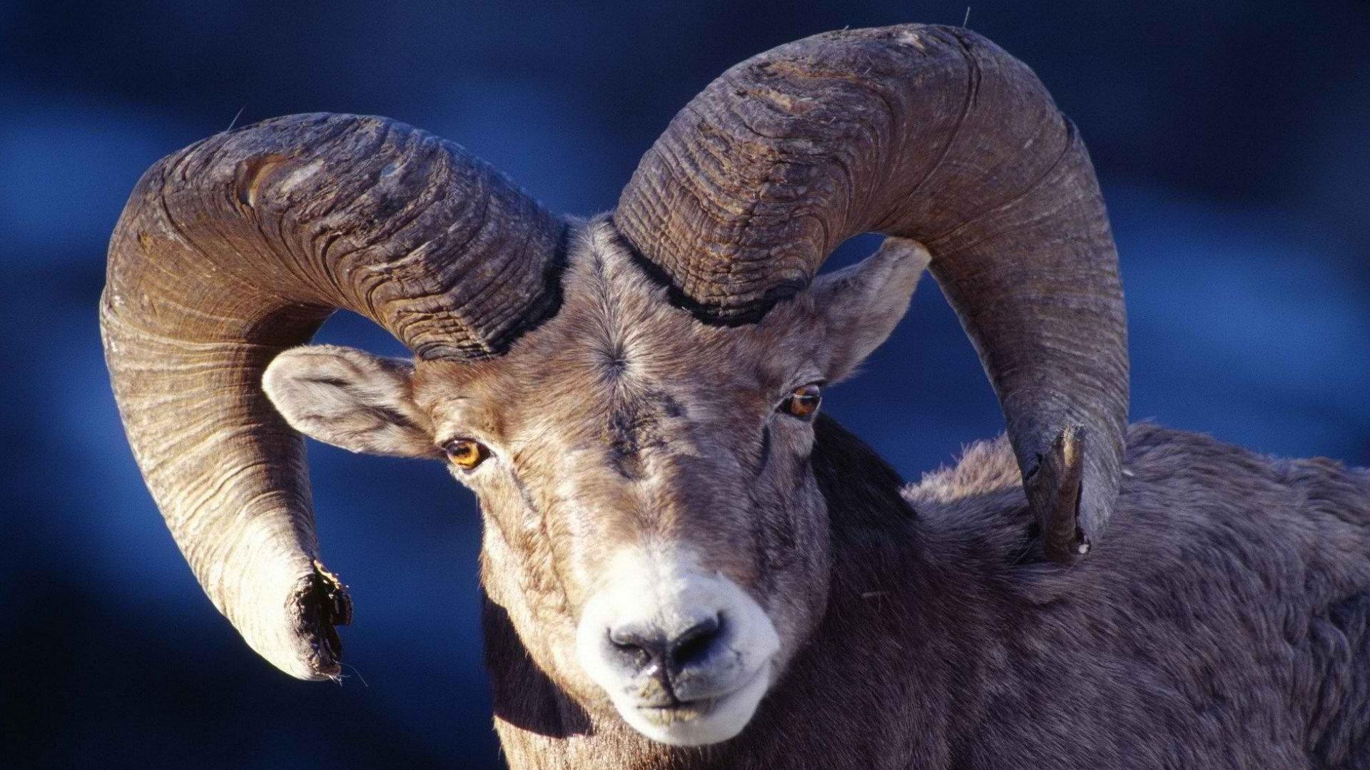 Bighorn Sheep at 1152 x 864 size wallpapers HD quality