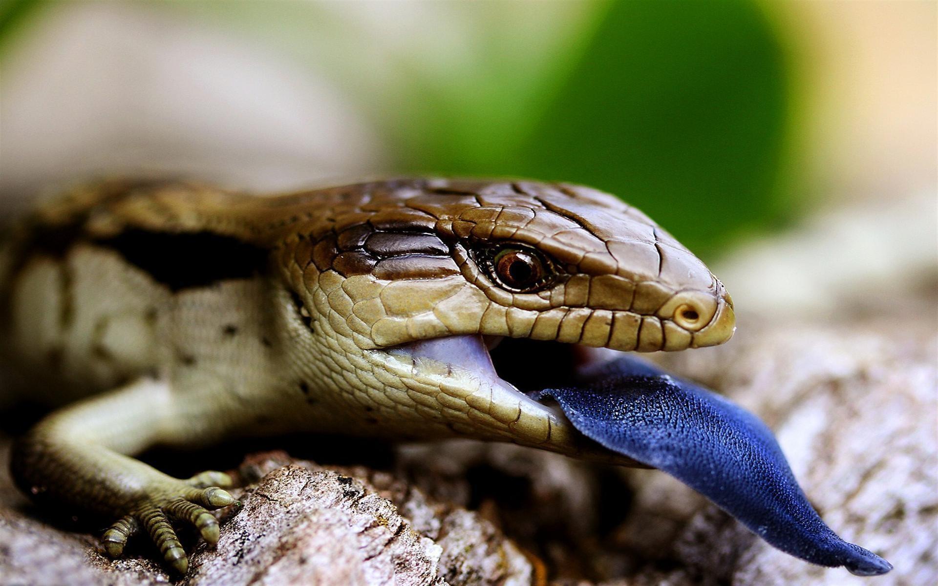 Blue-Tongue Skink at 1152 x 864 size wallpapers HD quality
